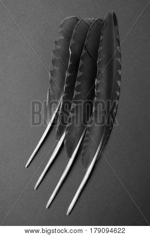 Composition with bird feathers photographed in black and white