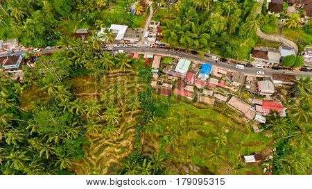 Top view Tegalalang Rice Terrace in Ubud Bali Indonesia.