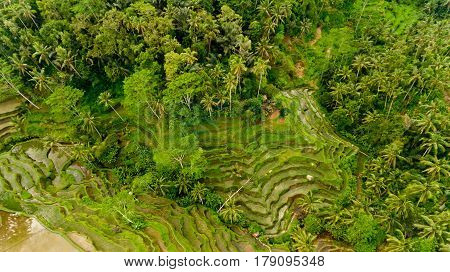 Top view Tegalalang Rice Terrace in Ubud Bali Indonesia.