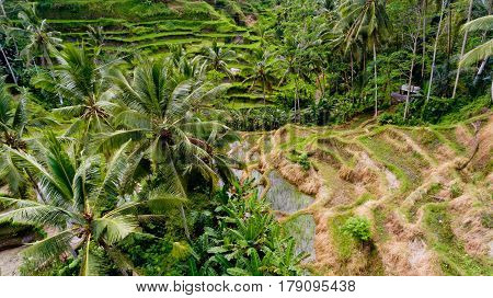 Aerial view of Tegalalang Rice Terrace in Ubud Bali Indonesia.