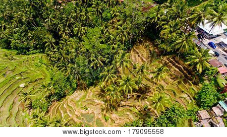 Top view Tegalalang Rice Terrace in Ubud Bali Indonesia.