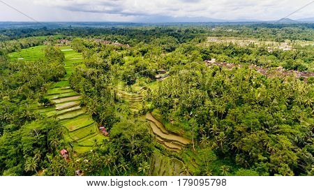Aerial view of Tegalalang Rice Terrace in Ubud Bali Indonesia.