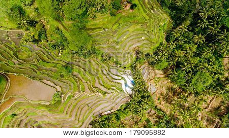 Top view Tegalalang Rice Terrace in Ubud Bali Indonesia.