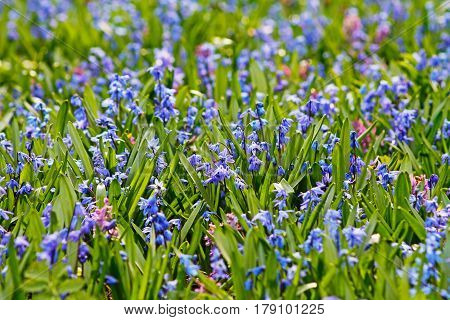 Field of blue spring flowers (Scilla sibirica)