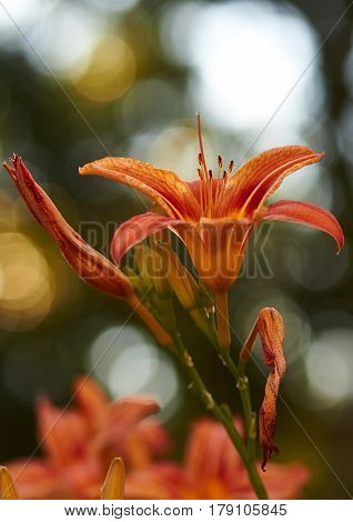 Flower during a spring bloom with a blurred background