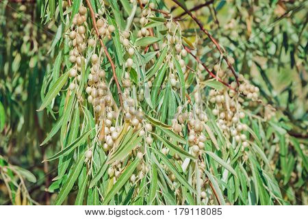 Bunches of ripe berries, on oleaster elaeangus angustifolia tree branch