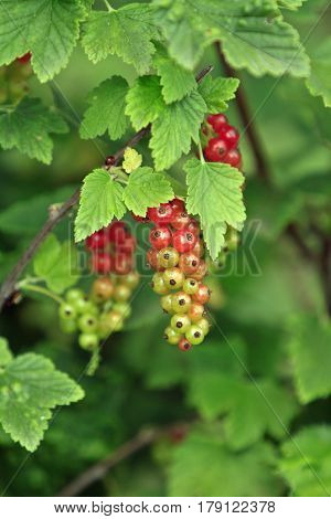 a Currant plant with half ripe berries