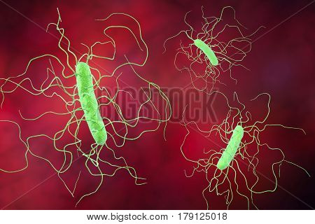 Clostridium difficile bacteria, 3D illustration. Bacteria which cause pseudomembraneous colitis and are associated with nosocomial antibiotic resistance