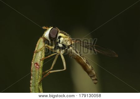 Fly sitting on green grass bushes in a meadow close-up