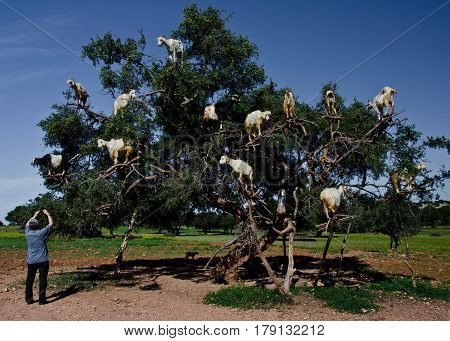 Goats on Argan tree in Morocco being photographed