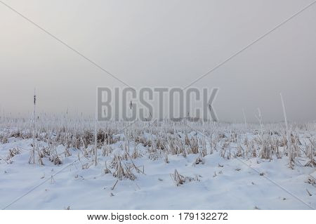lake in winter. Location: Comana Natural Park Romania.
