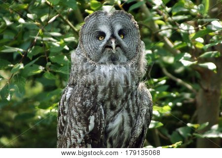 Owl sitting in Skansen Park, Stockholm, Sweden