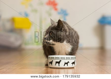 Gray cat eats from a dog's cup looking around at the side...