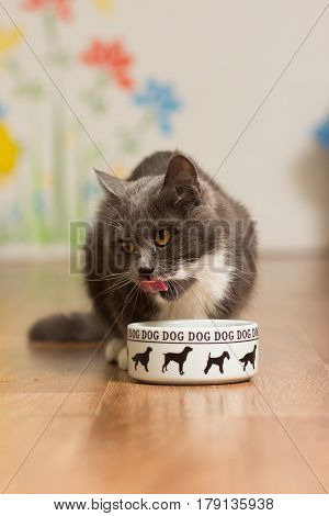 A gray cat eats from a dog's cup and licks his nose