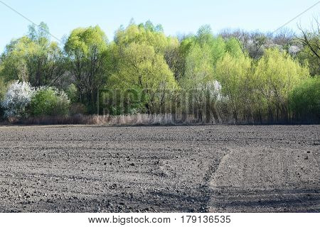 Spring Awakening on agricultural land, forests and wheat