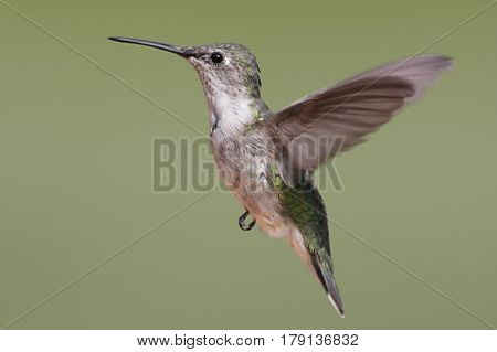 Female Ruby-throated Hummingbird (archilochus colubris) in flight with a green background