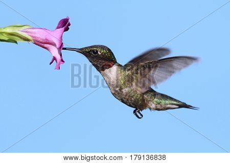 Male Ruby-throated Hummingbird (archilochus colubris) in flight with a purple flower and a blue sky background