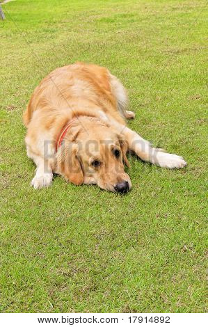 de bruine hond in groen gazon