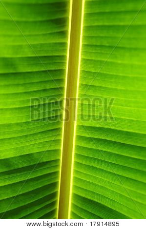 Banaan palm tree green leaf close-up achtergrond