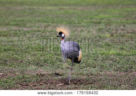 The distinctive grey crowned crane is the national bird of Uganda, but is also common in Tanzania, Kenya and central Africa.