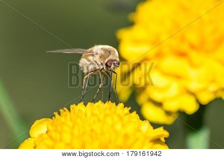 Bee Fly on a Marigold flower Midday.
