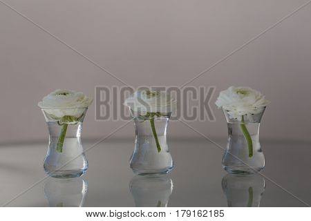 Three White Ranunculus In Glass Of Water