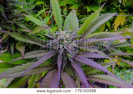 Cannabis flower (bud), growing outdoors in a garden