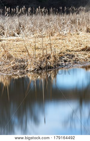 Reeds on the edge of a marsh reflecting in smooth glassy water sunlit scene