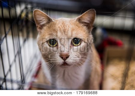 Very sad cat portrait with big eyes in cage waiting for adoption