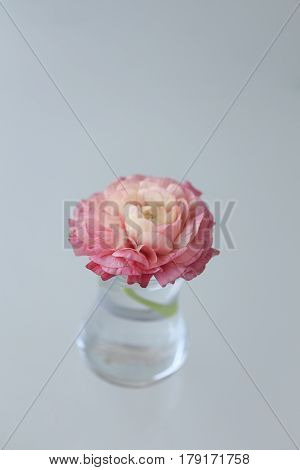 Pink Ranunculus Flower In Small Glass Vase