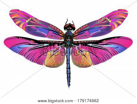 vector color art dragonfly nature wildlife fly