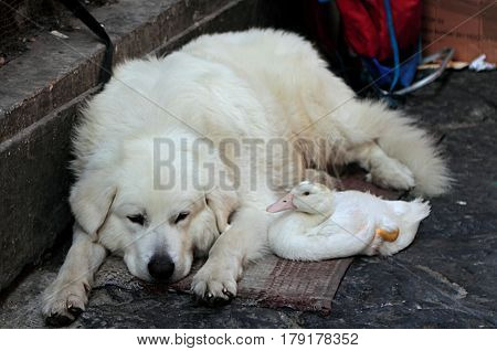 White friends on the street of Naples, Italy