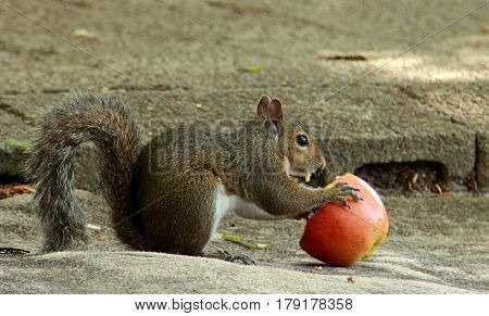 Squirrel is eating an apple. Somewhere in Denver, Colorado