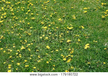 lawn in bad condition in spring full of dandelion