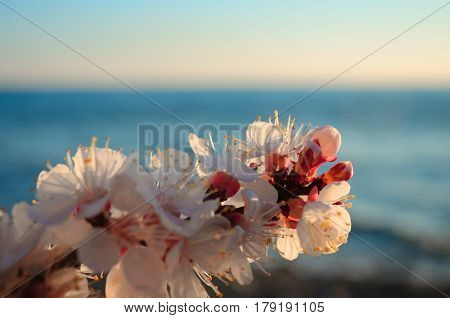 Cherry blossoms against the blue sky background