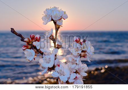 Cherry blossoms against the blue sky background
