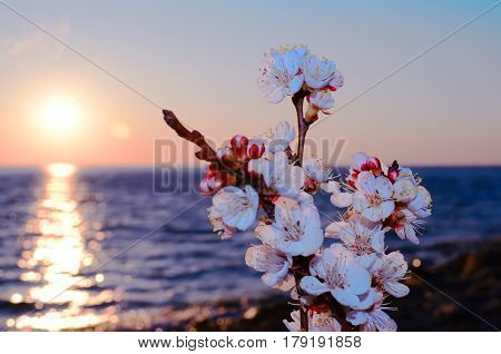 Cherry blossoms against the blue sky background