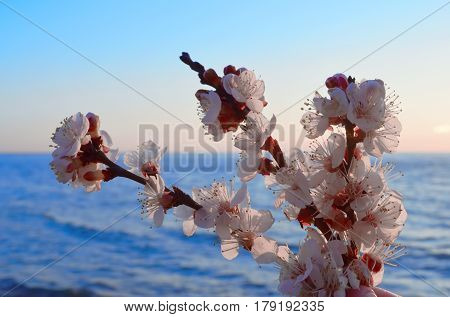 Cherry blossoms against the blue sky background