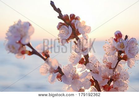 Cherry blossoms against the blue sky background