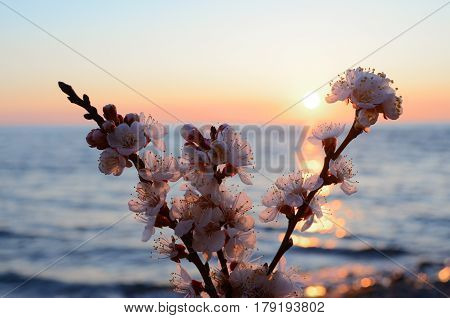 Cherry blossoms against the blue sky background