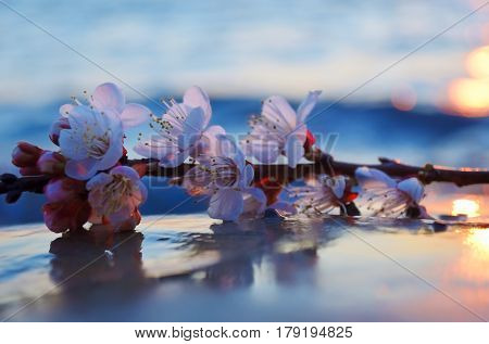 Cherry blossoms against the blue sky background