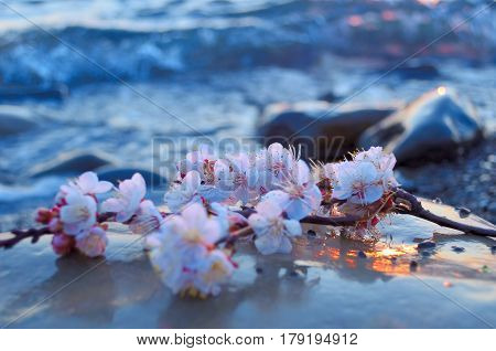Cherry blossoms against the blue sky background