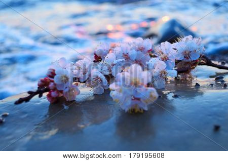 Cherry blossoms against the blue sky background