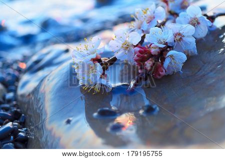 Cherry blossoms against the blue sky background