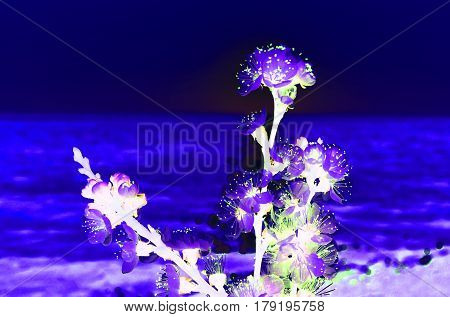 Cherry blossoms against the blue sky background