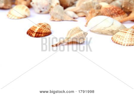 Conchas