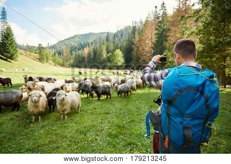 Rearview of a young man wearing a backpack taking photos of a flock of sheep while out for a hike in the countryside