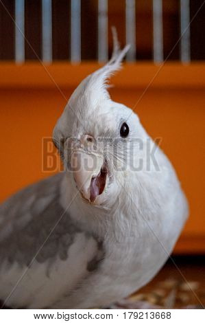 white parrot Corelli warlike cry animal pet