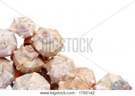 Conchas