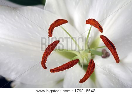 Madonna Lily